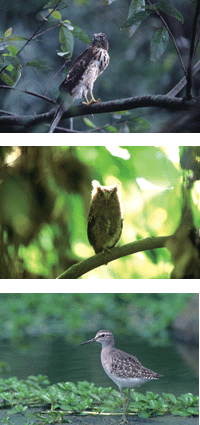 野鳥世界大探索 敏銳的視力 人文 人間福報 野鳥世界大探索 敏銳的視力 人文 人間福報