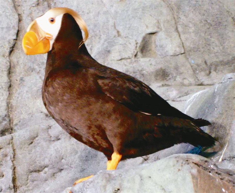 自然筆記 花魁鳥一年變身一次 動物行星 人間福報