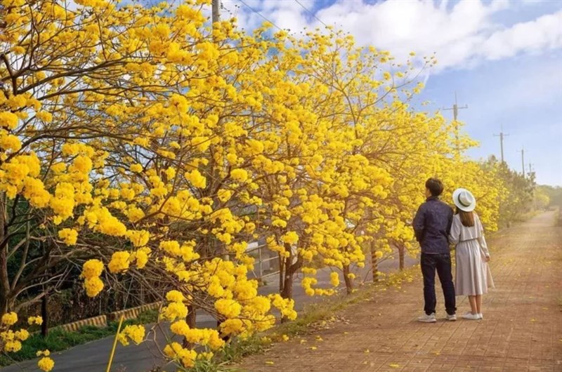 3月賞花季黃花風鈴木接棒櫻花嘉義4地金黃一片 焦點 人間福報