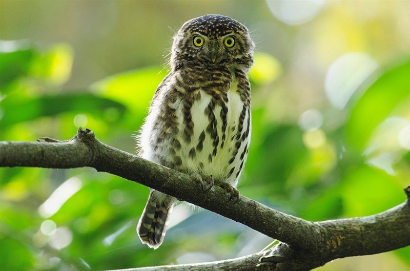 鳥頭∈(・ө・)∋出品 尖頭高跟長靴- 巧克力棕色| ZARA Taiwan, China / 中國台灣